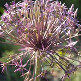 Persian Star Allium